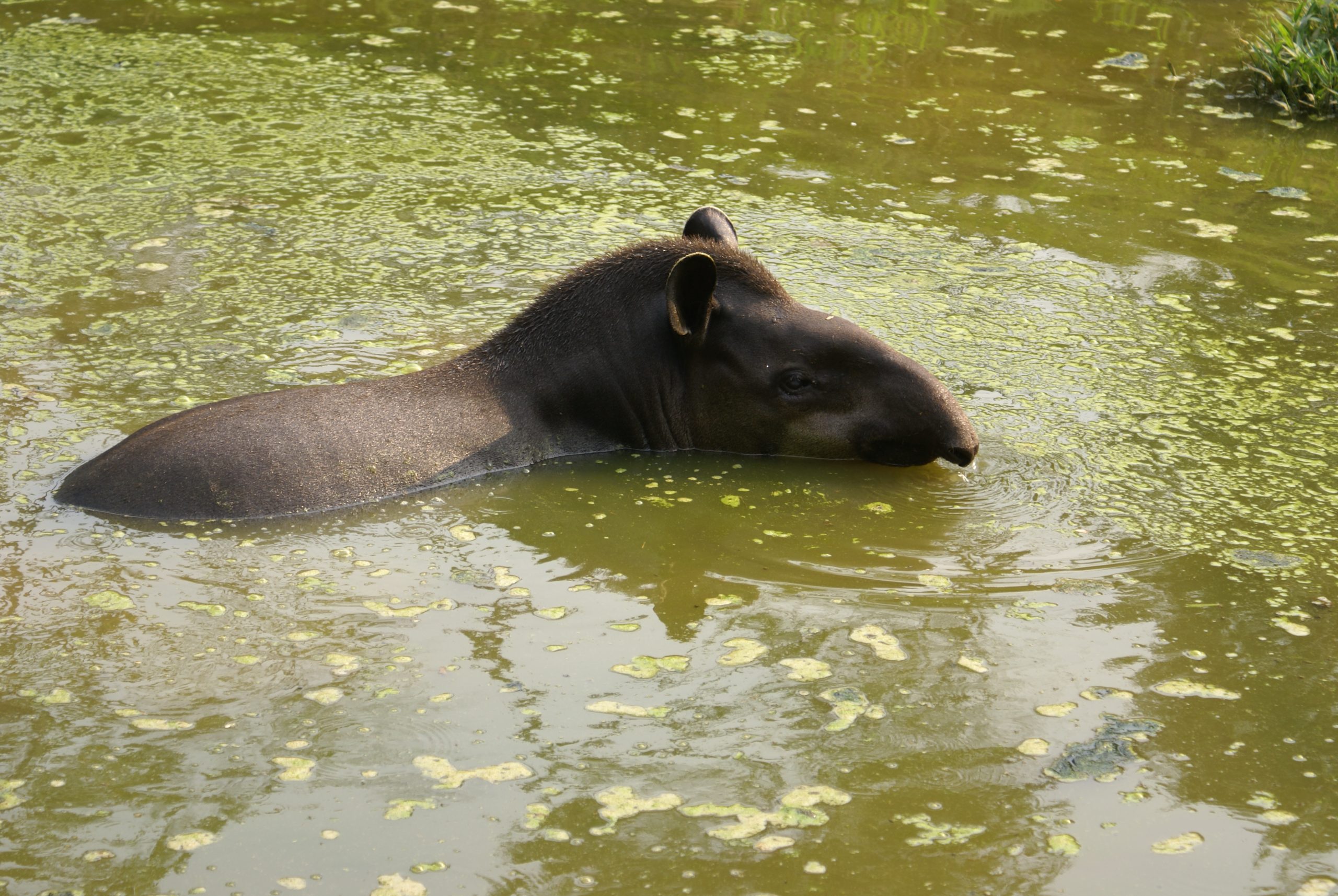 En 2021, 21.879 animales volvieron a su hábitat natural