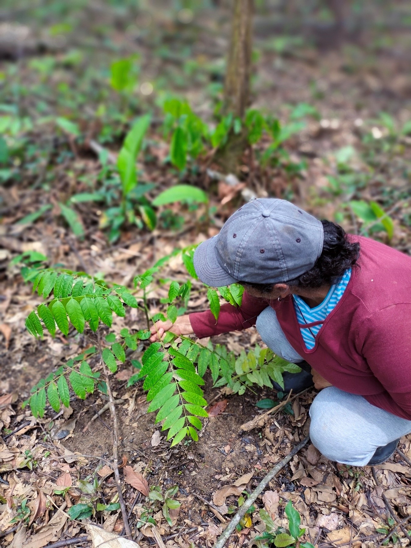 Logros alcanzados proyecto GEF – Corazón de la Amazonia departamento del Caquetá