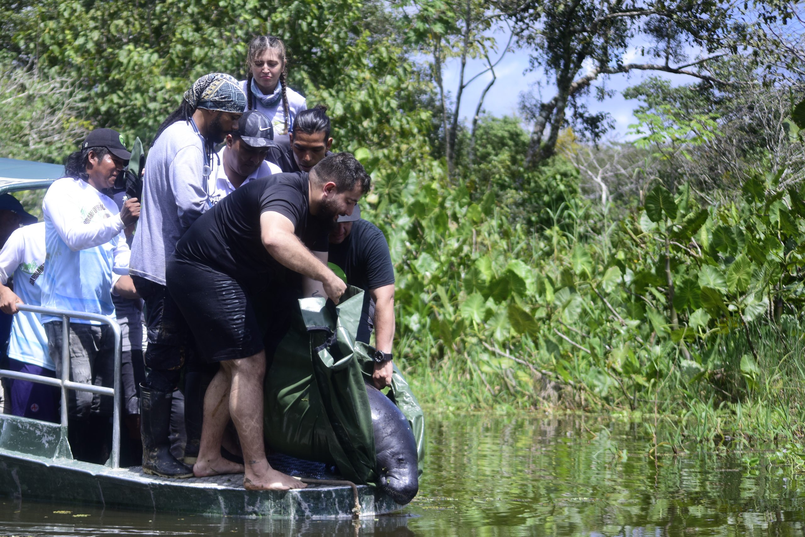 Moeügchi, el manatí amazónico rehabilitado durante seis años, fue liberado en los lagos de Tarapoto