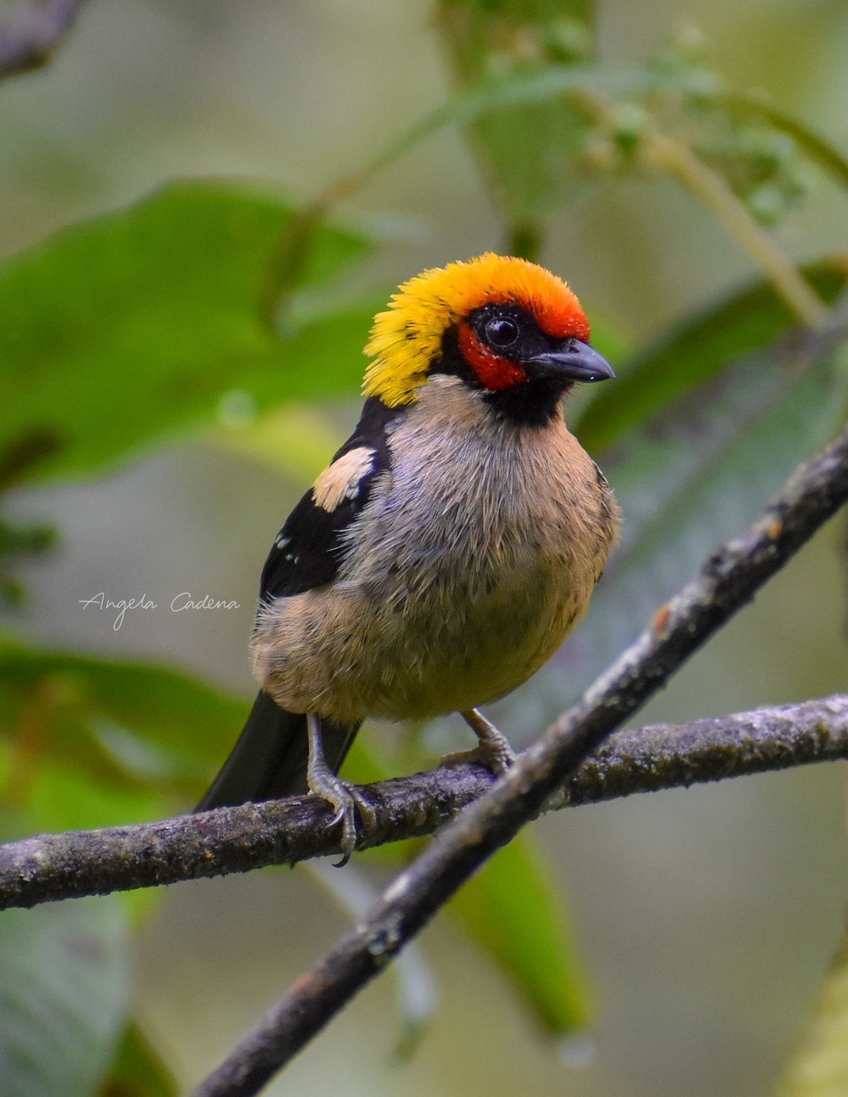 Putumayo y su diversidad biológica