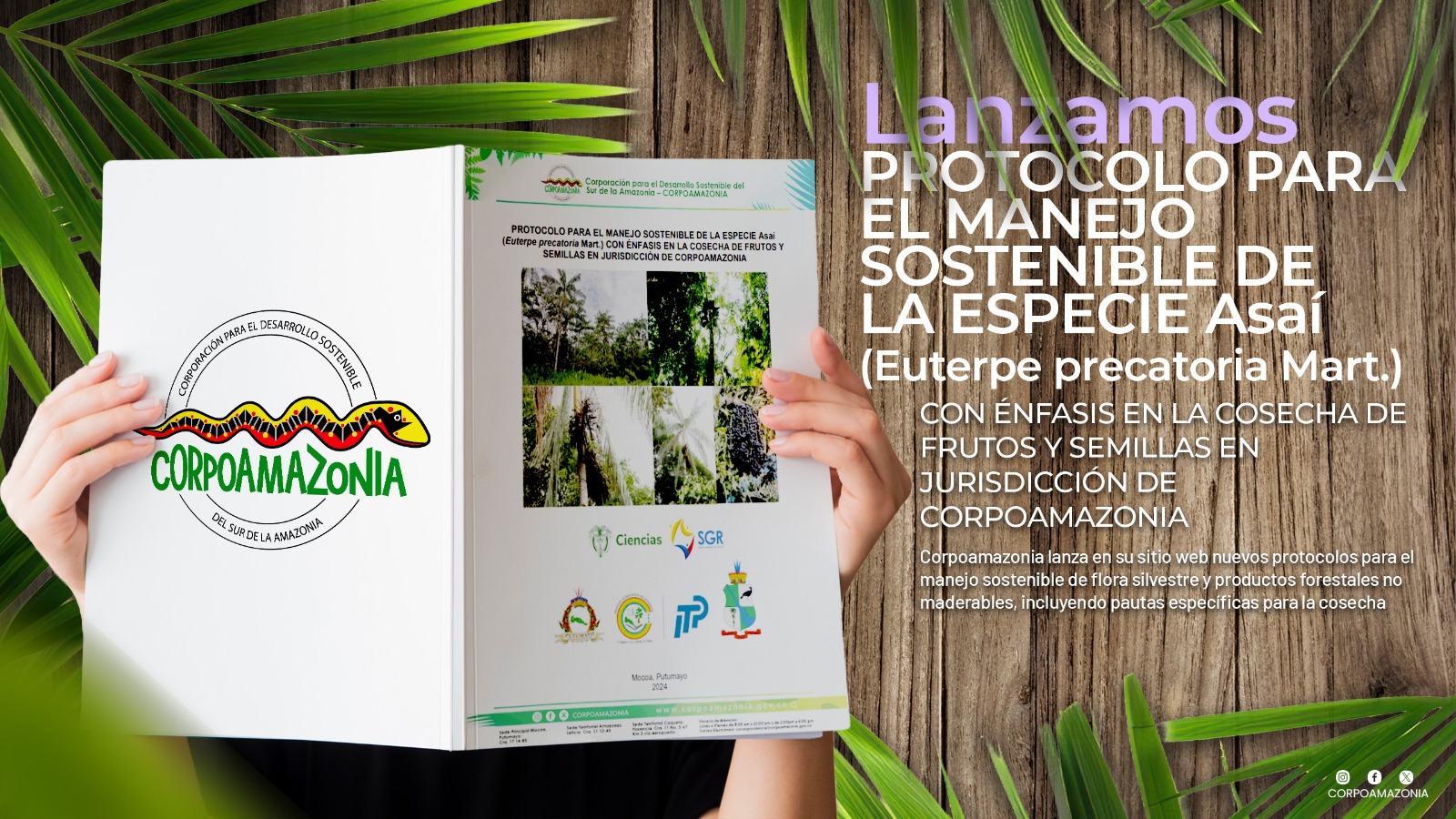 Protocolo para el Manejo Sostenible del Asaí en la Amazonía